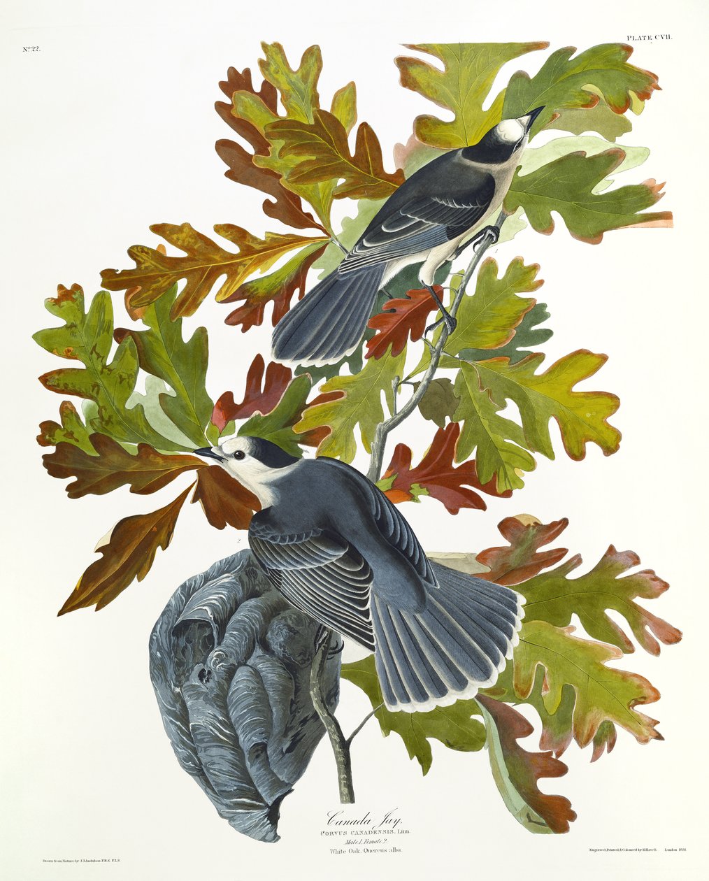 Kanada Jay autorstwa John James Audubon