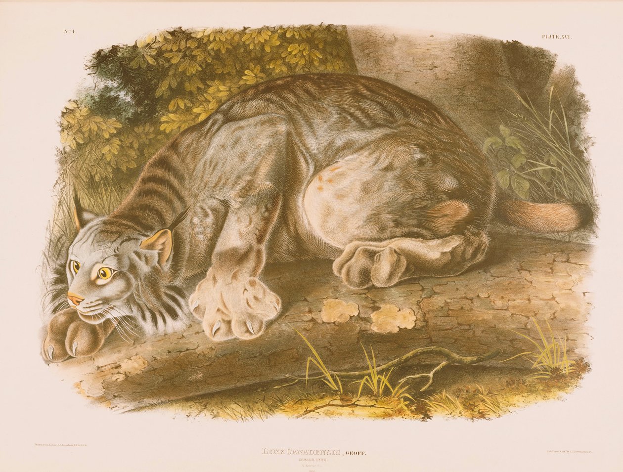 Ryś Kanadyjski autorstwa John James Audubon