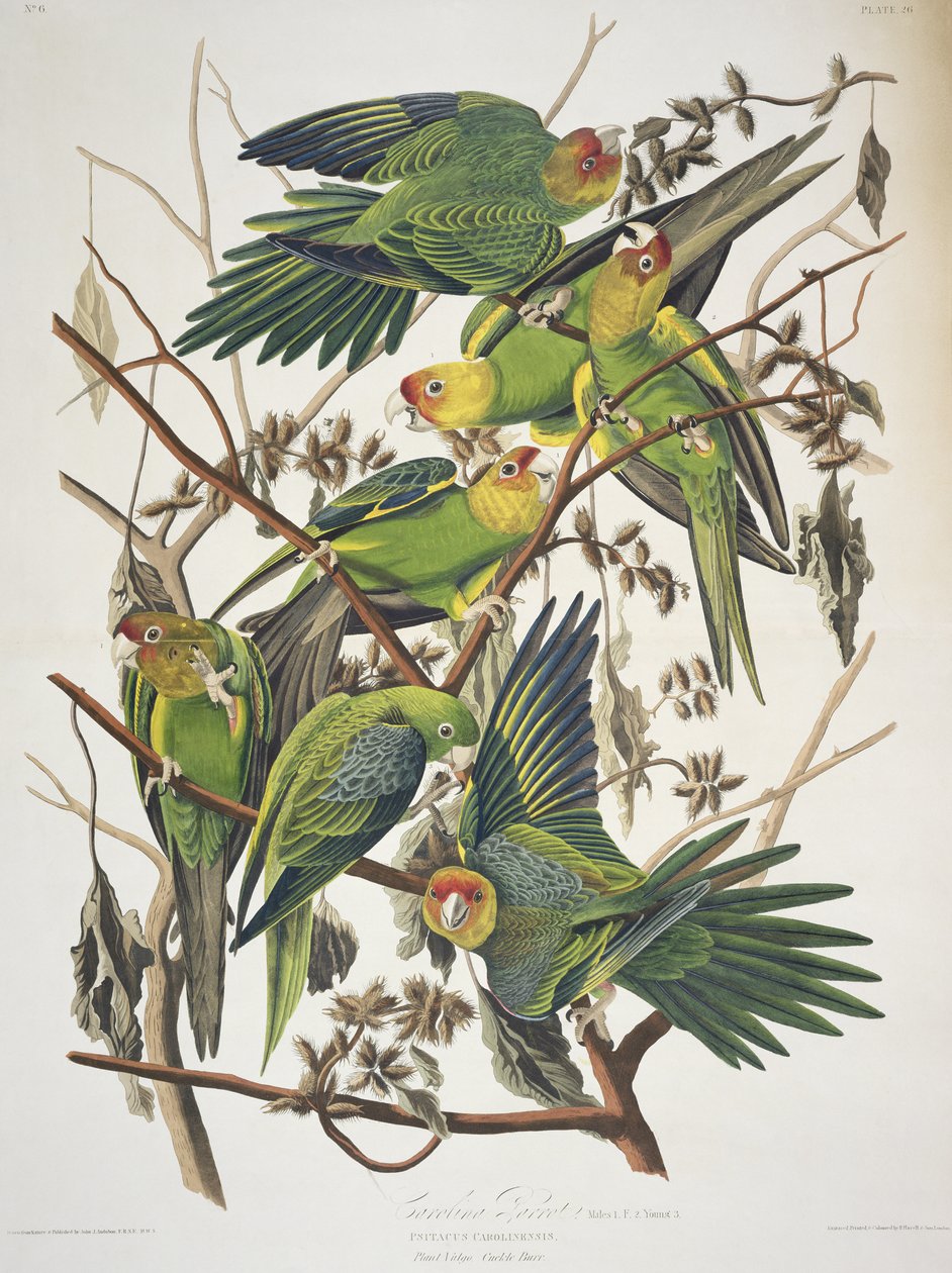 Carolina Parakeet, z „Birds of America” autorstwa John James Audubon