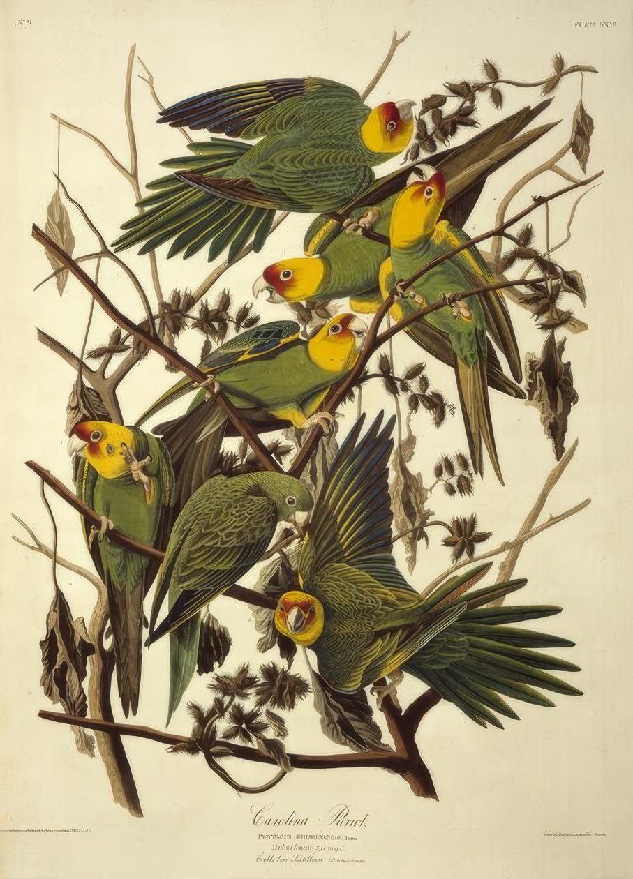 Karolina Papuga. Psittacus Carolinensis autorstwa John James Audubon