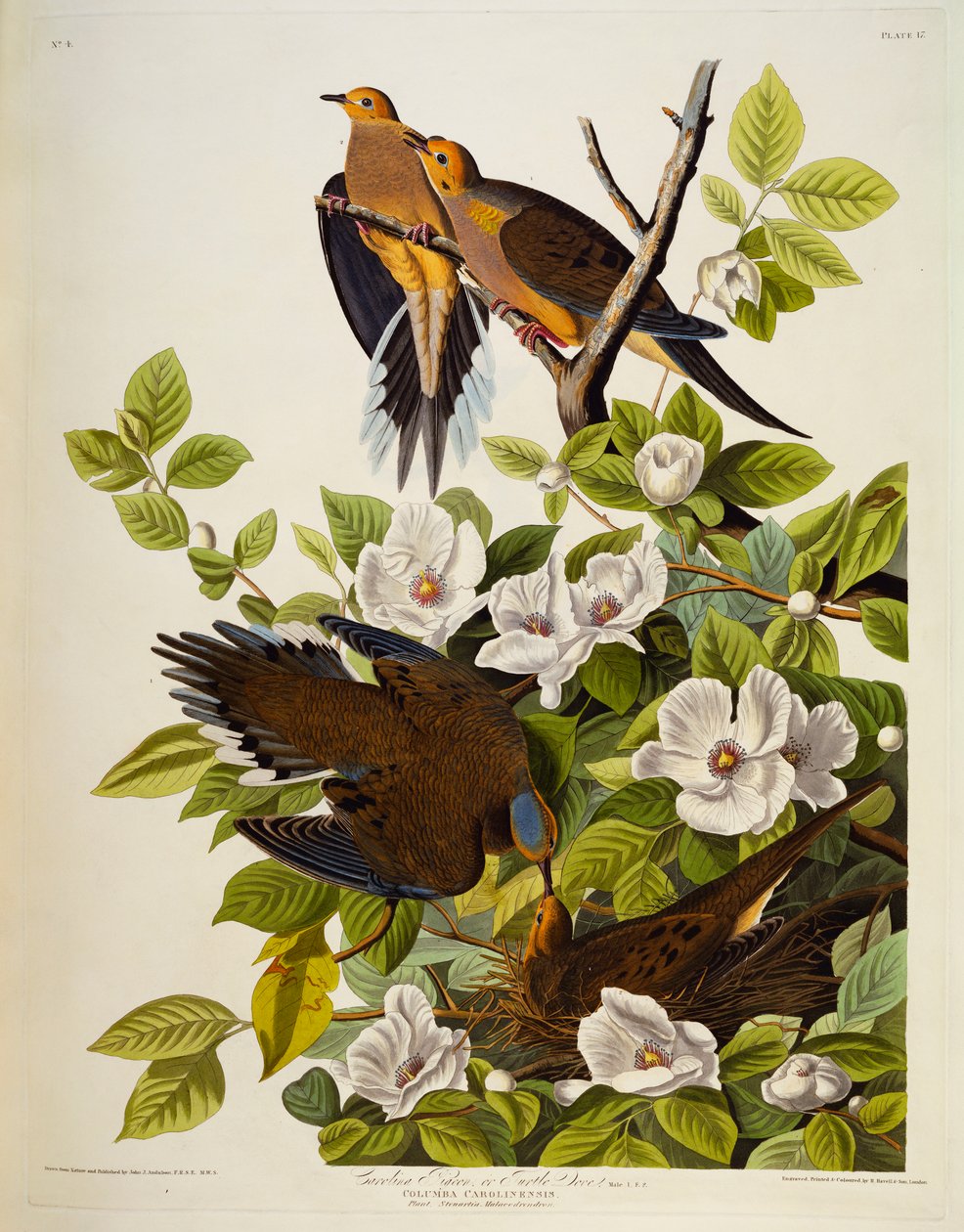 Karolina Turtledove. Gołębica żałobna, autorstwa John James Audubon