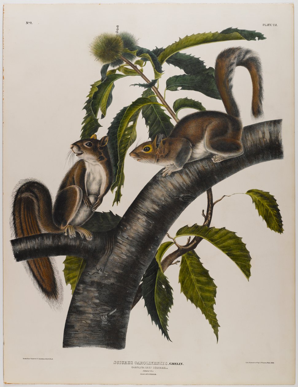 Karolina szara wiewiórka autorstwa John James Audubon