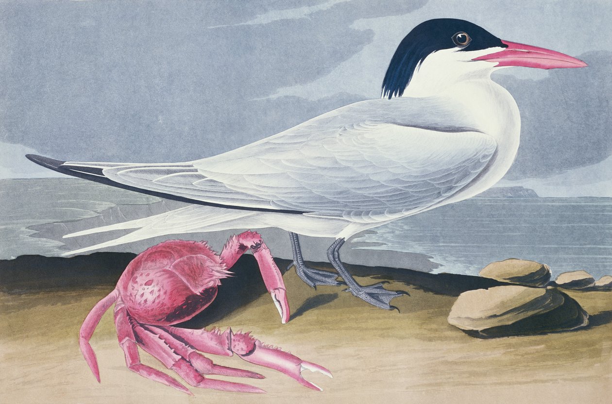 Cayenne Tern autorstwa John James Audubon