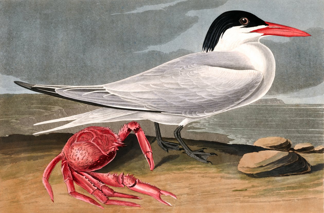 Cayenne Tern, Sterna Maxima, z „Ptaki Ameryki” Johna J. Audubona, wyd. 1827-38 autorstwa John James Audubon