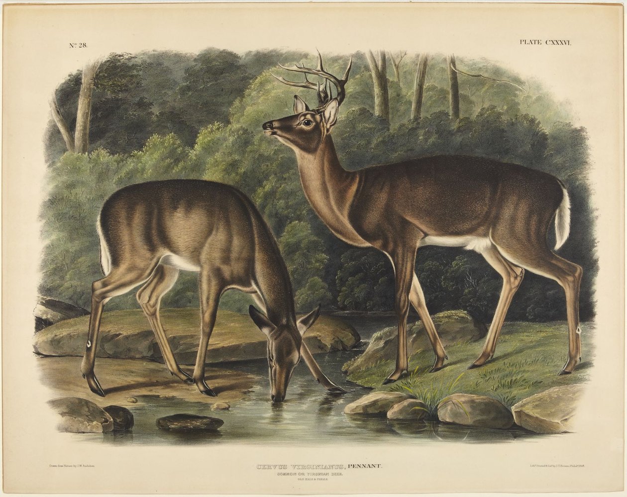Jeleń z Wirginii, Pennant autorstwa John James Audubon