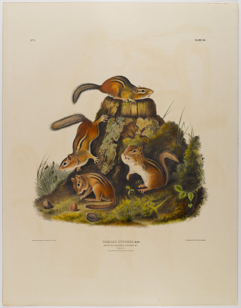 Chrupiąca wiewiórka hackee autorstwa John James Audubon