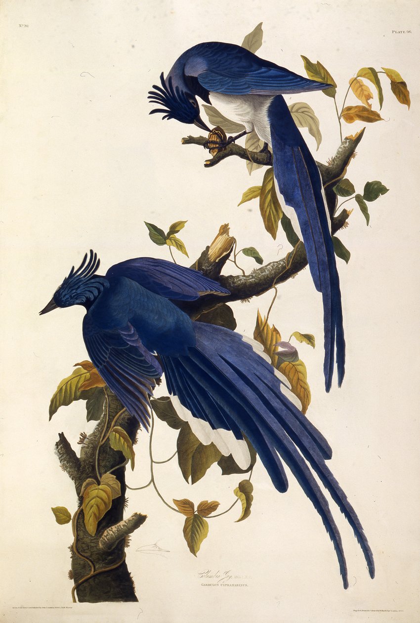 Columbia Jay Garrulus ultramaryna. Z Ptaków Ameryki, 1827-1838. autorstwa John James Audubon