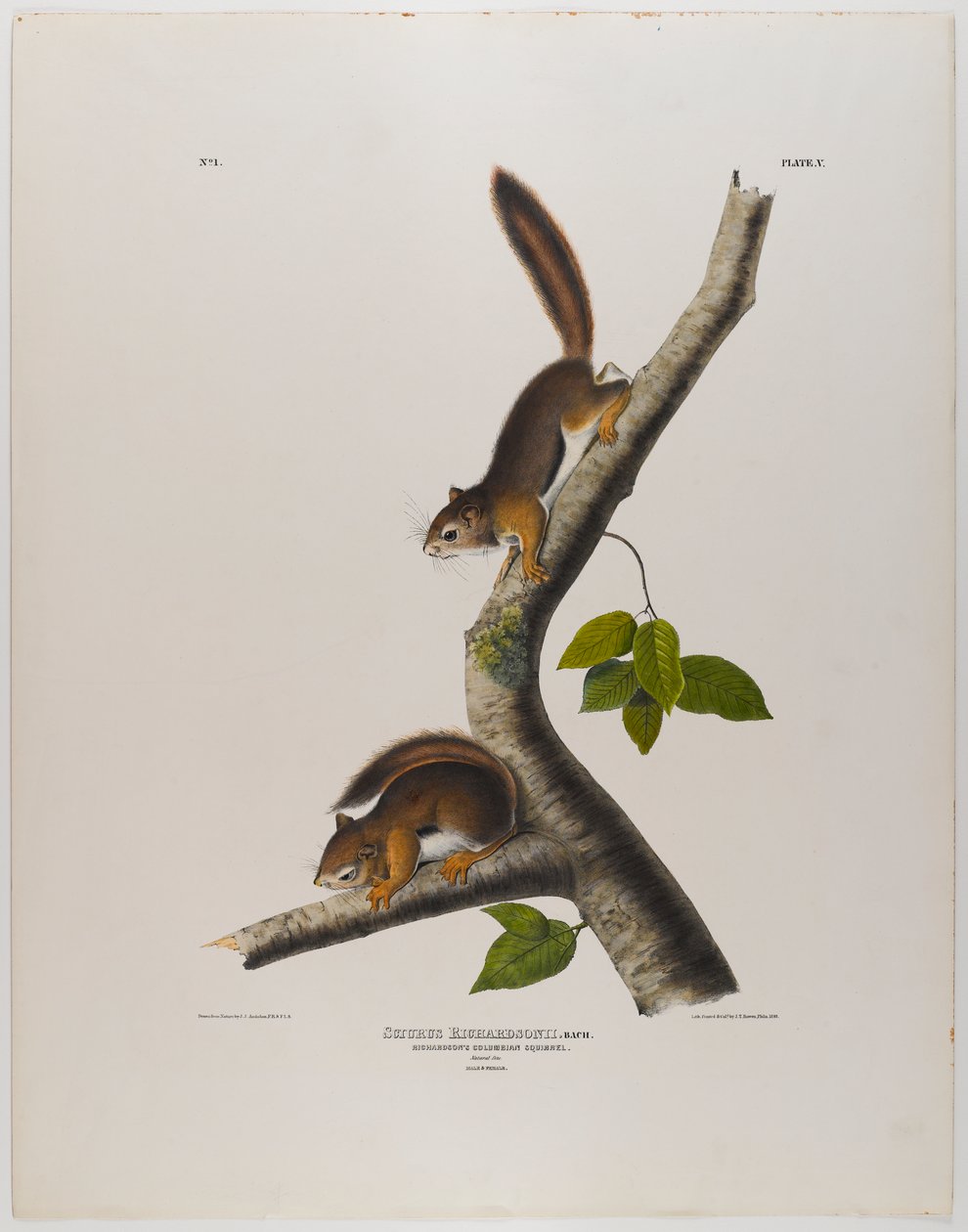 wiewiórka kolumbijska autorstwa John James Audubon
