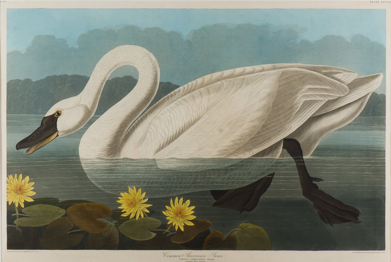Łabędź zwyczajny, 1838 (wc na papierze) autorstwa John James Audubon