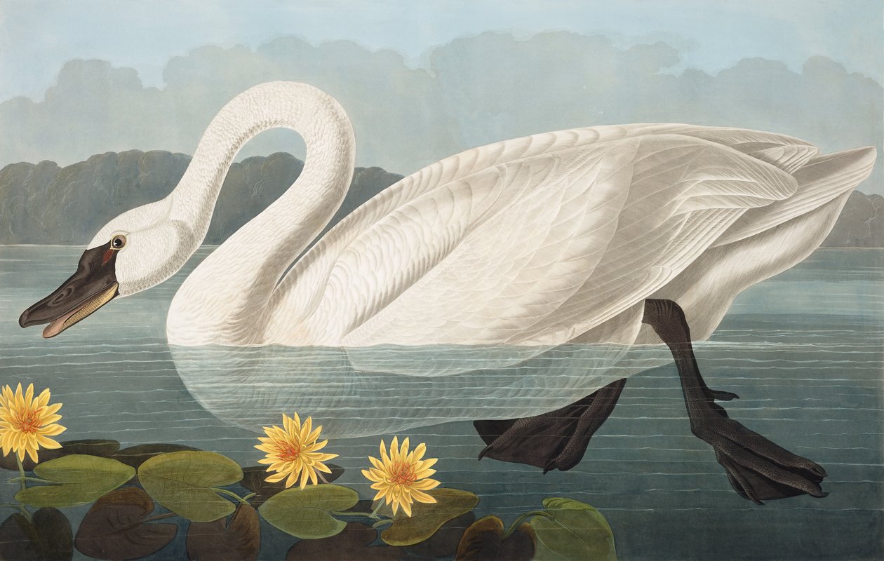 Łabędź zwyczajny, Cygnus Americanus, z „Ptaki Ameryki” Johna J. Audubona, wyd. 1827-38 autorstwa John James Audubon