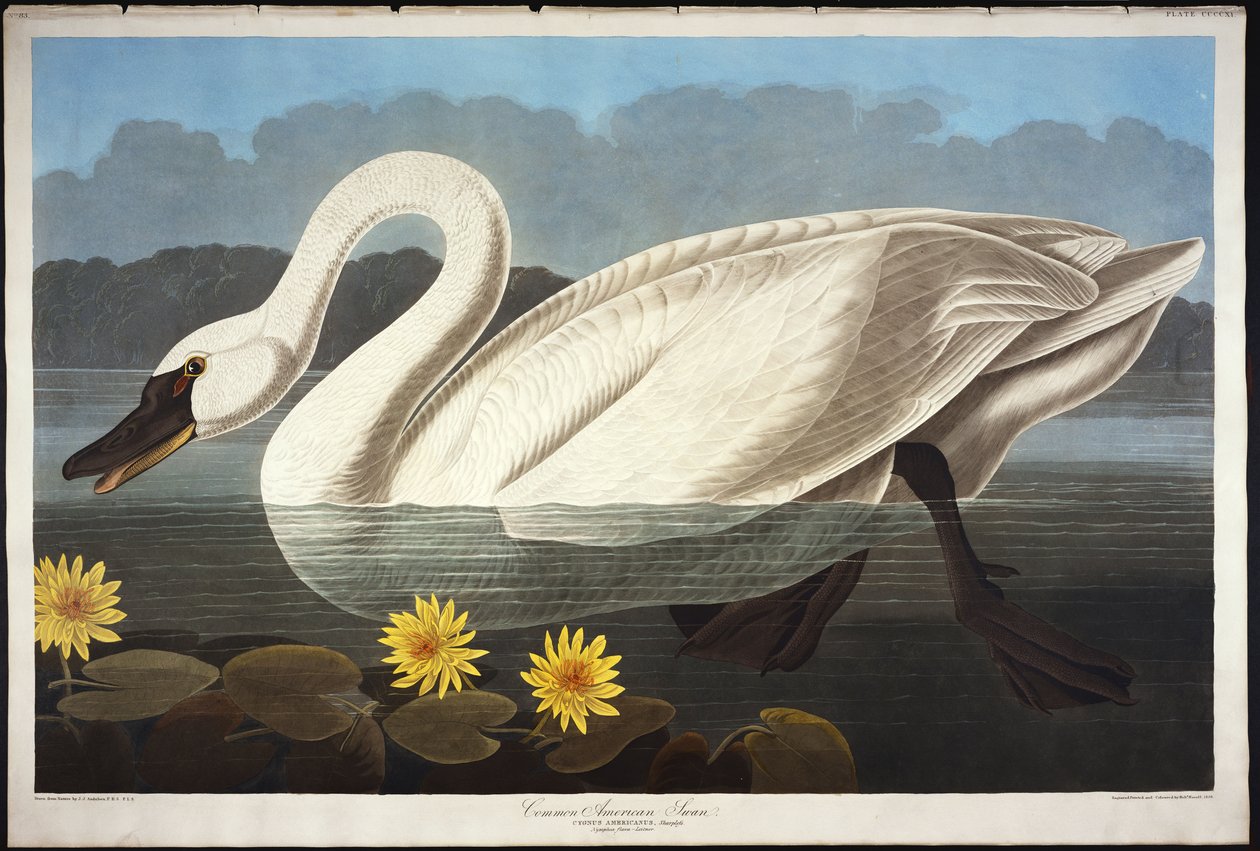 Pospolity łabędź amerykański. Gwiżdżący łabędź autorstwa John James Audubon