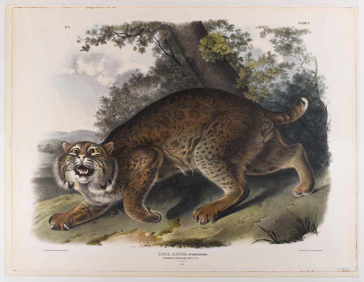 Pospolity amerykański żbik autorstwa John James Audubon