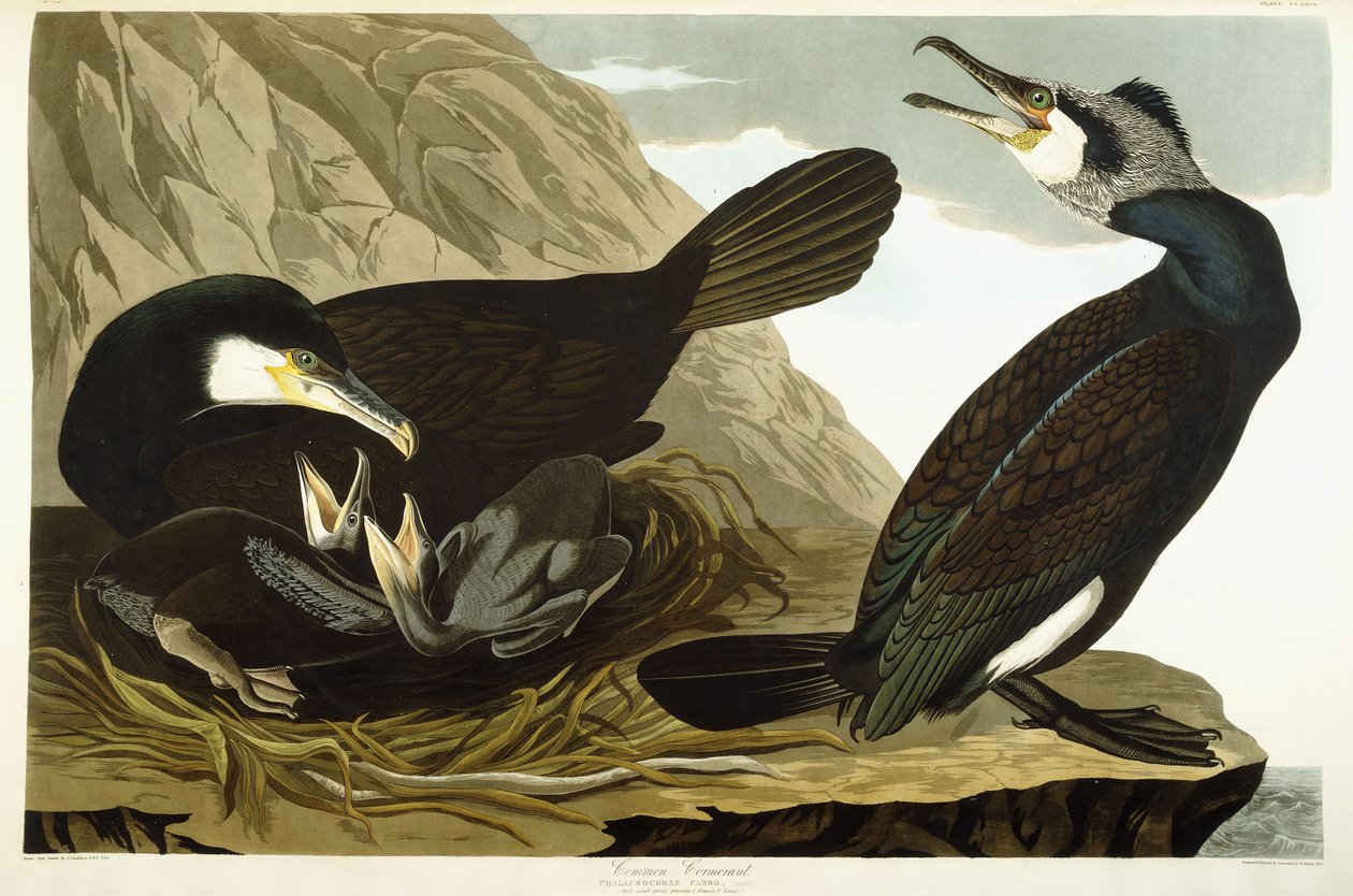 Kormoran pospolity, 1835 autorstwa John James Audubon