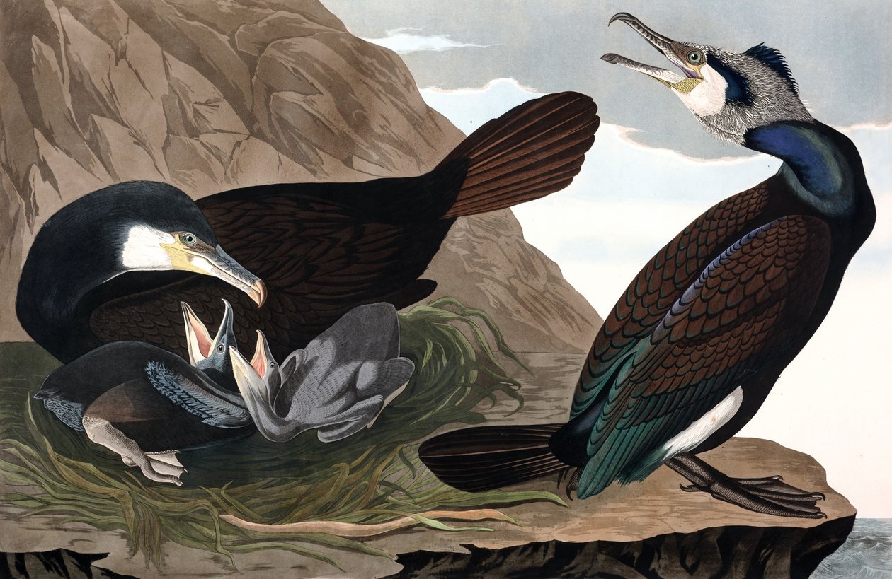 Kormoran pospolity, Phalacrocorax Carbo, z „Ptaki Ameryki” Johna J. Audubona, wyd. 1827-38 (ręcznie kolorowane grawerowanie) autorstwa John James Audubon