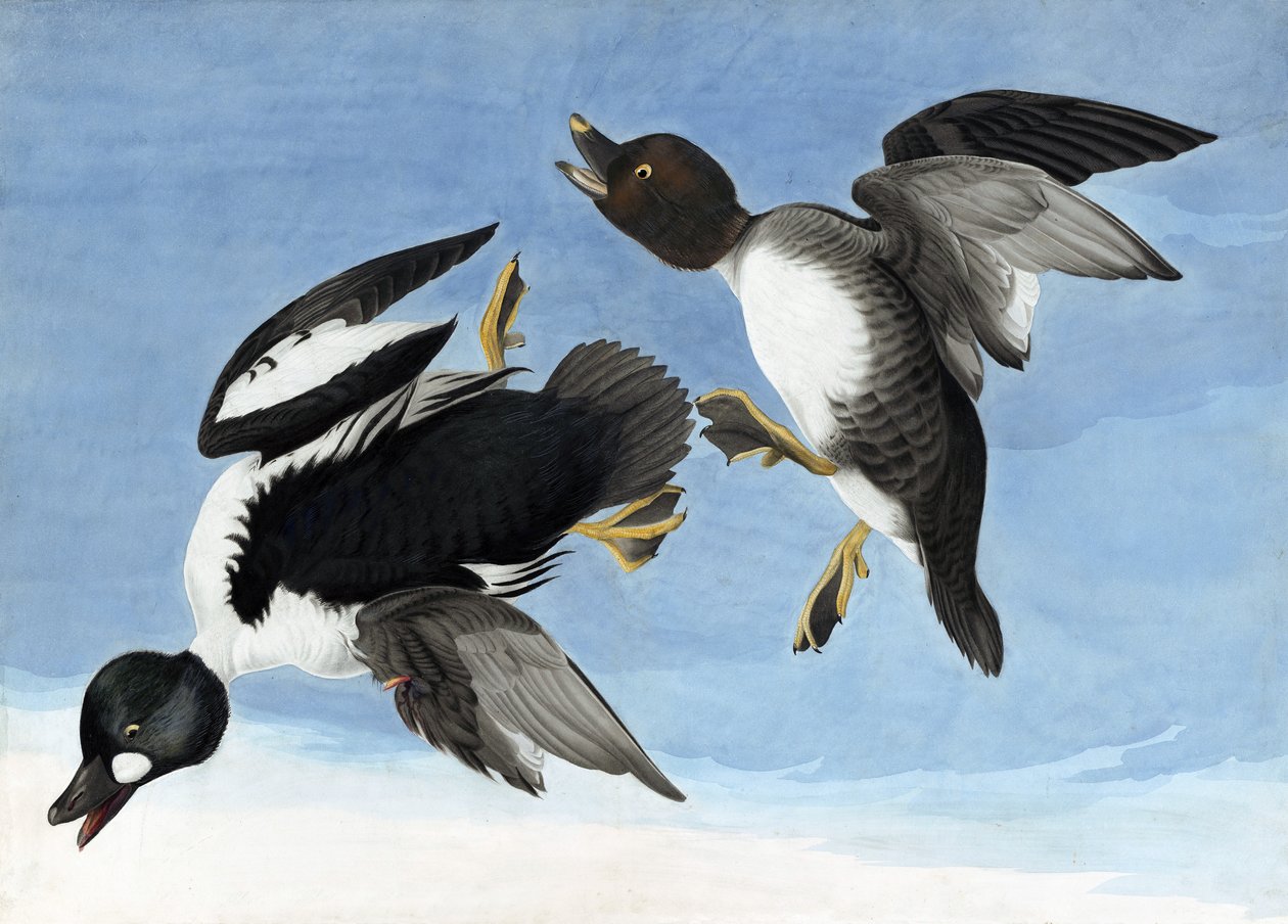 Gągoł pospolity, z „Ptaków Ameryki” Johna J. Audubona, wyd. 1827-38 autorstwa John James Audubon