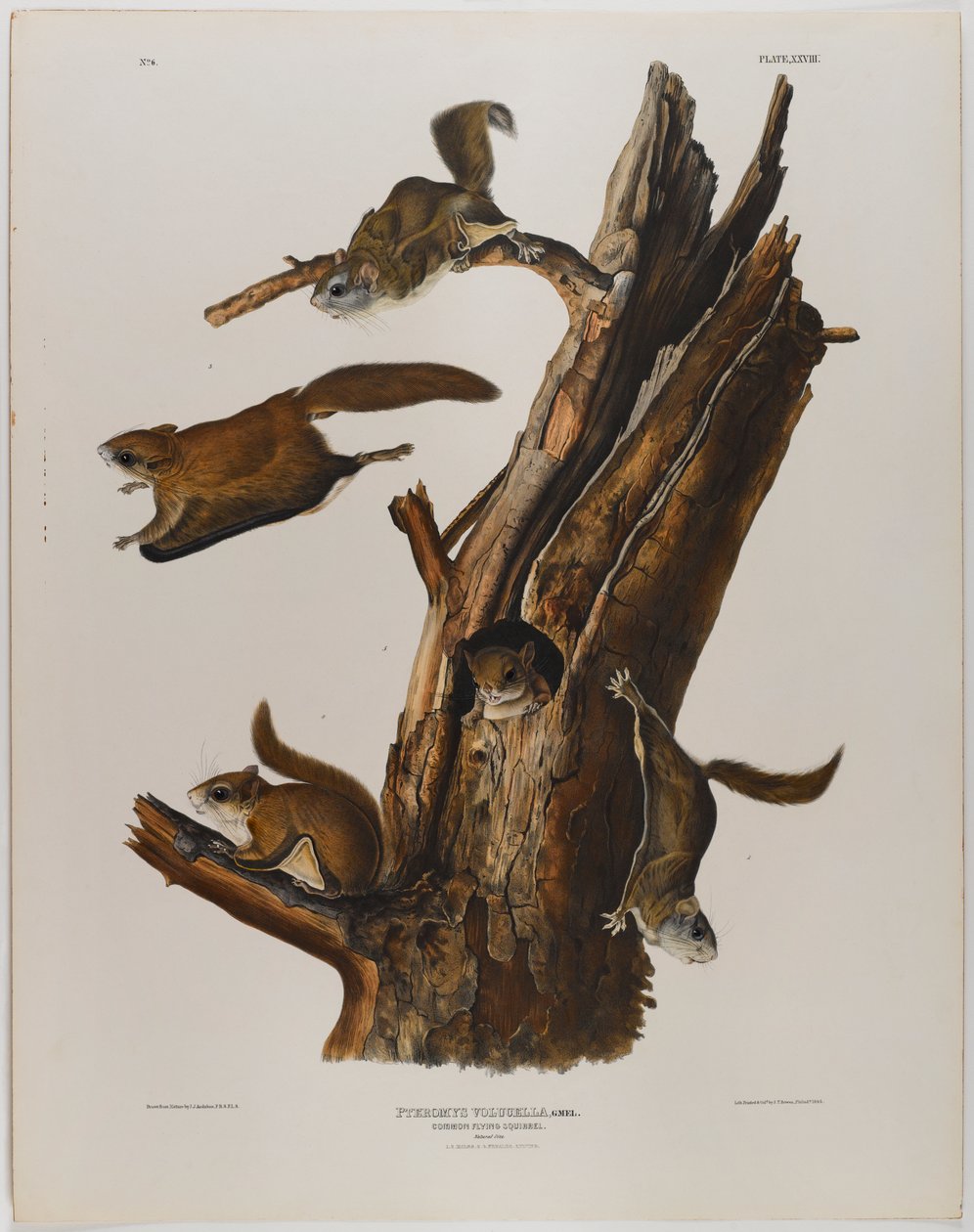 Latająca wiewiórka autorstwa John James Audubon