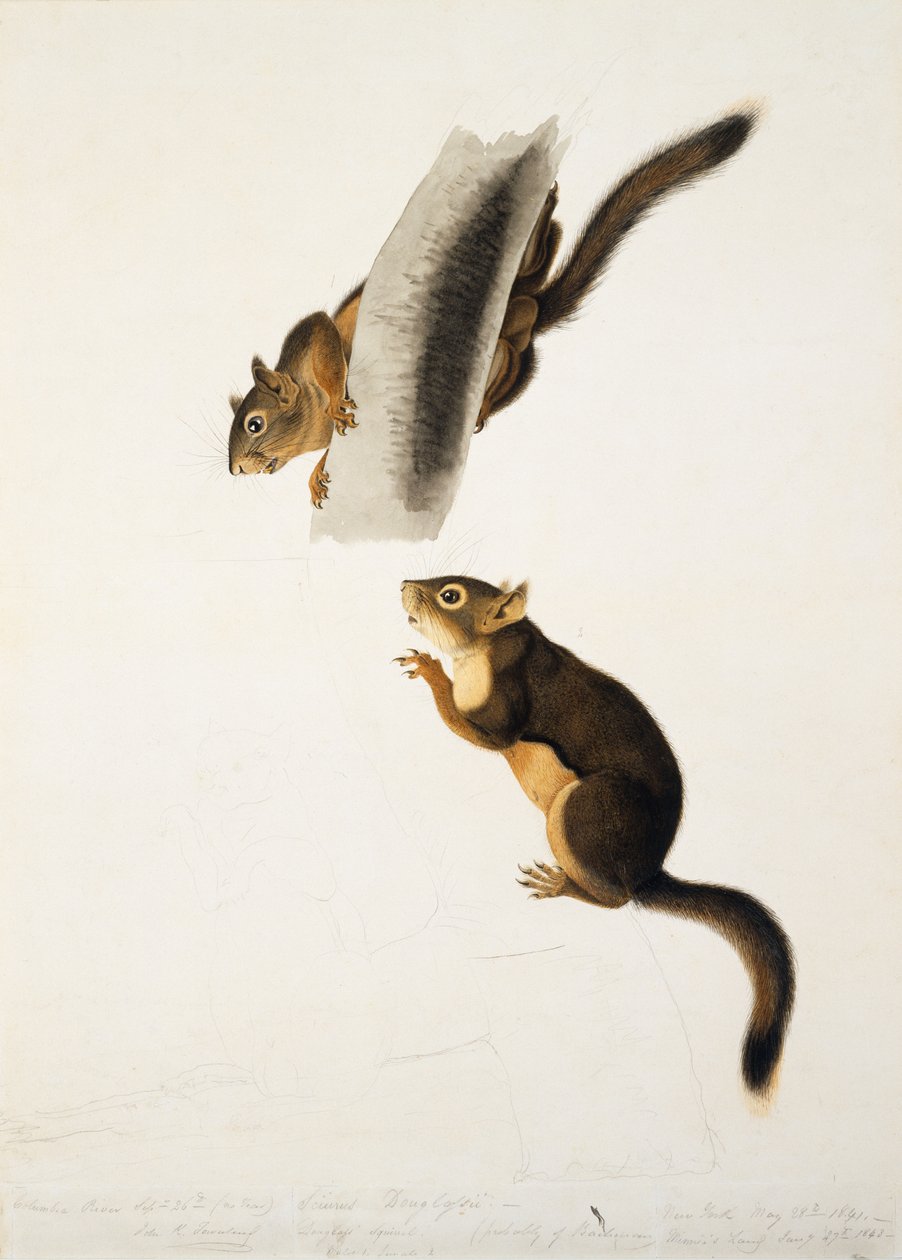 Douglas Squirrel, za folio Żyworodne czworonogi z Ameryki Północnej, wydane w 1845 r., ok. 1841–43 (ołówek, atrament i wc na papierze) (zob. 129904) autorstwa John James Audubon