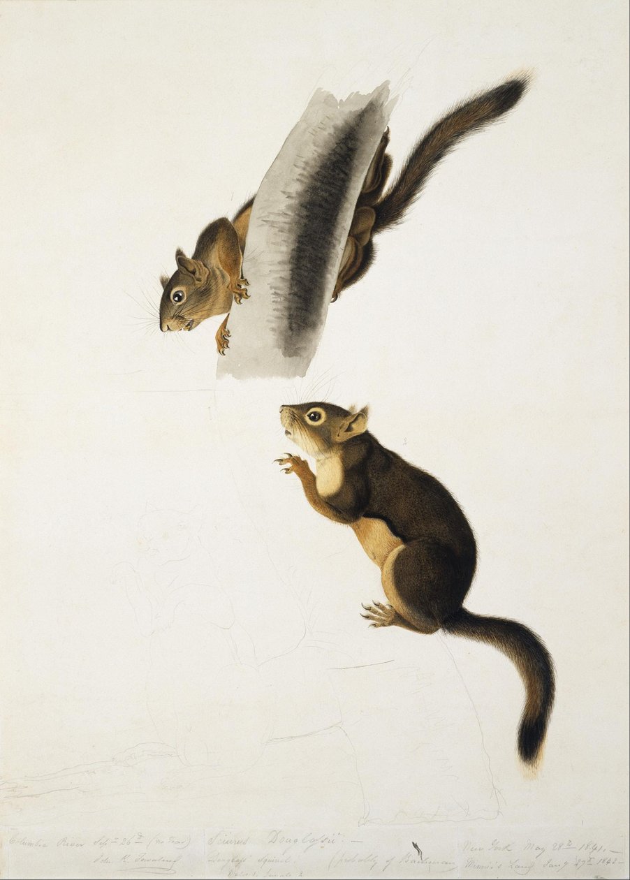 Wiewiórka Douglasa autorstwa John James Audubon