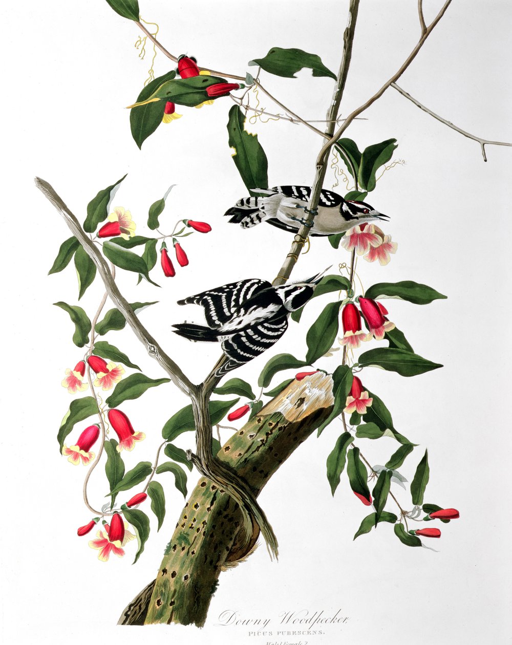 Dzięcioł puszysty, z „Birds of America”, grawerowane przez Roberta Havella (1793-1878) autorstwa John James Audubon