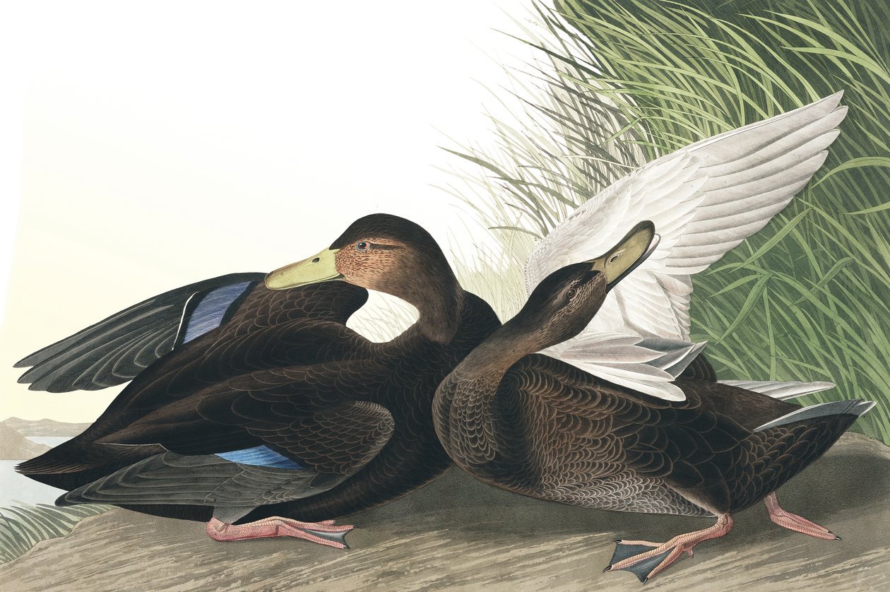 Dusky Duck, Anas Obscura, z „Ptaki Ameryki” Johna J. Audubona, wyd. 1827-38 autorstwa John James Audubon