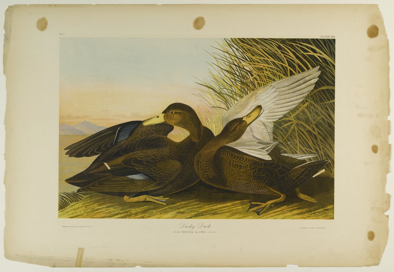 Dusky Duck, wydrukowane przez Juliena Biena i wydane przez Roe Lockwood & Son, 1861 (chromolitografia) autorstwa John James Audubon