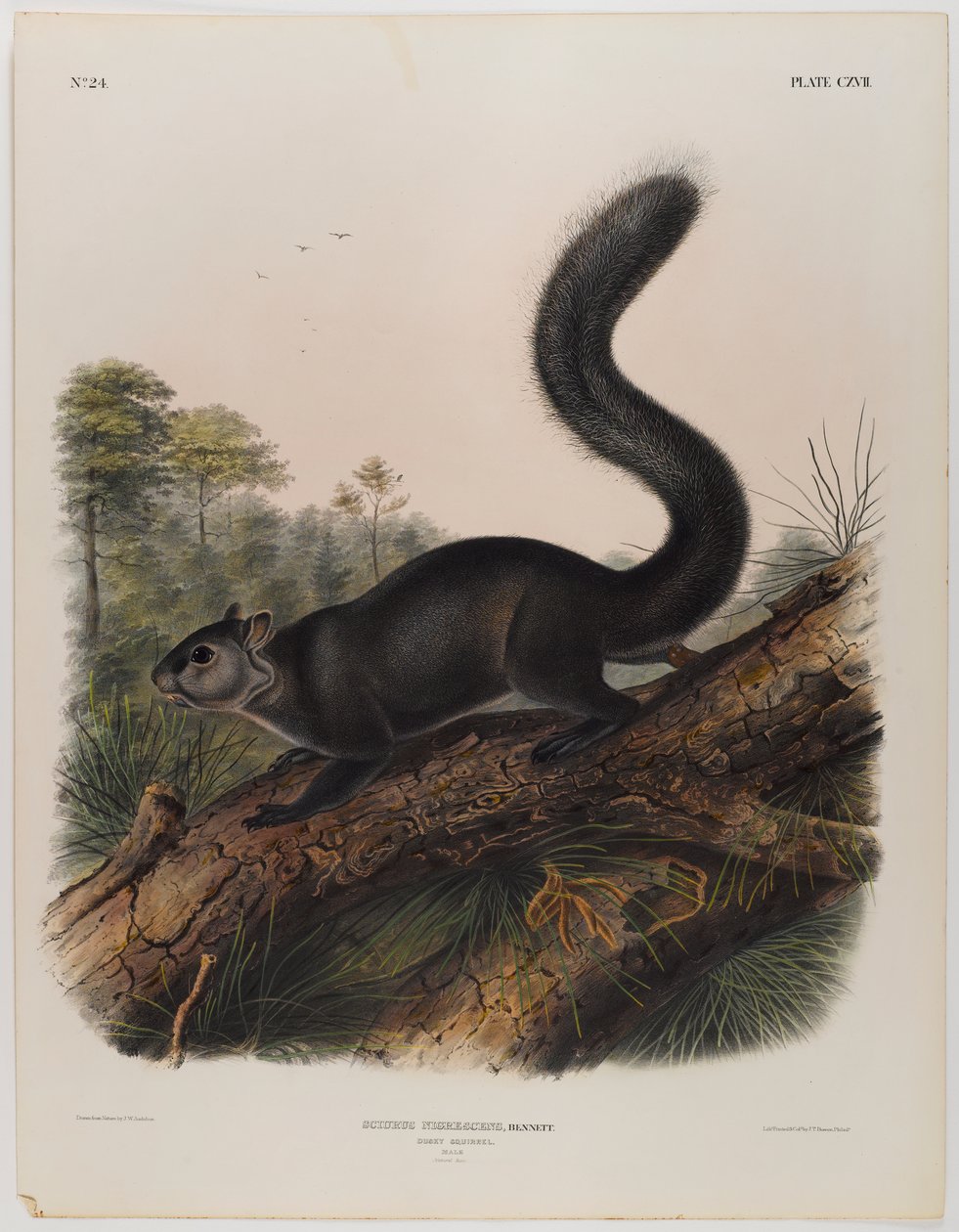 Mroczna wiewiórka autorstwa John James Audubon