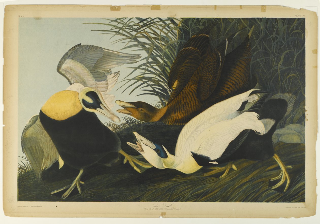 Eider Duck, wydrukowane przez Juliena Biena i wydane przez Roe Lockwood & Son, 1861 (chromolitografia) autorstwa John James Audubon