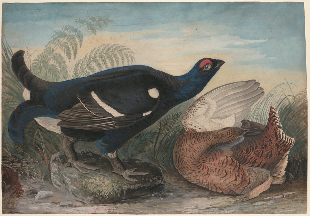 angielskie czarne fiuty autorstwa John James Audubon