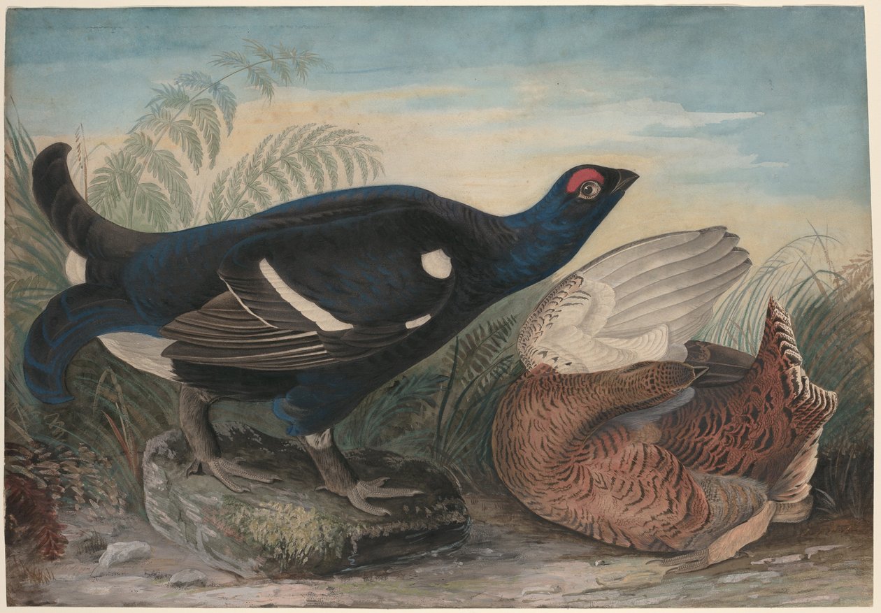 Angielskie czarne koguty autorstwa John James Audubon