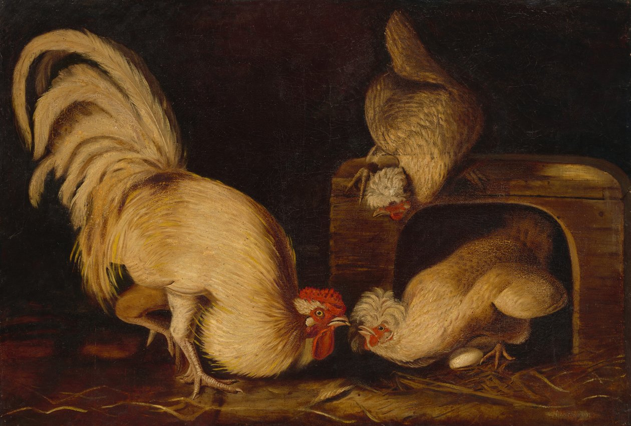Ptactwo hodowlane autorstwa John James Audubon
