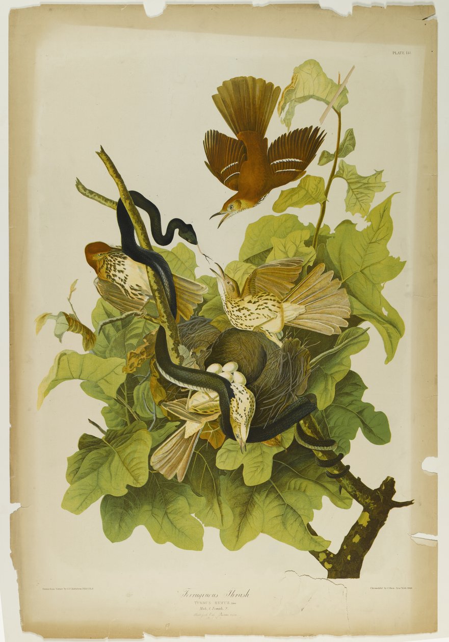 Ferruginous Thrush, wydrukowane przez Juliena Biena i wydane przez Roe Lockwood & Son, 1861 (chromolitografia) autorstwa John James Audubon
