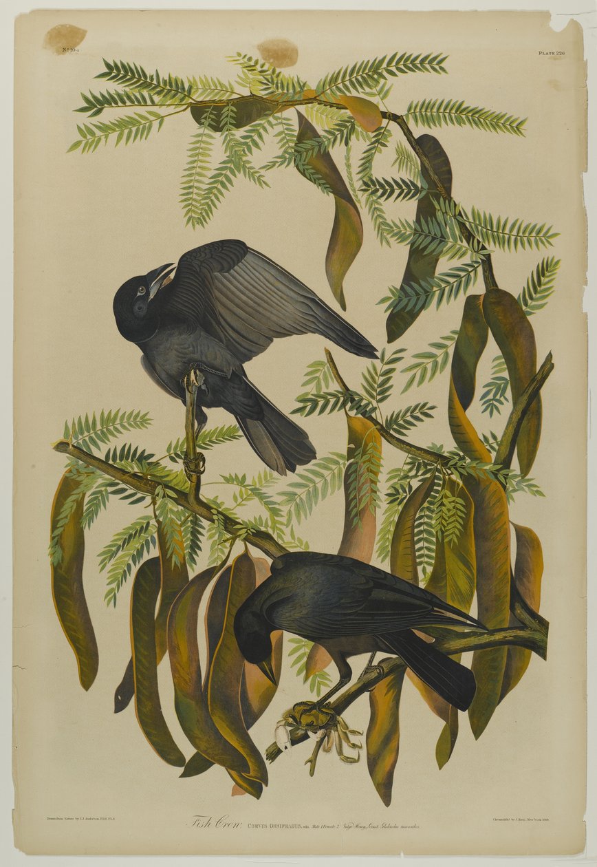 Fish Crow, wydrukowany przez Juliena Biena i opublikowany przez Roe Lockwood & Son, 1861 (chromolitografia) autorstwa John James Audubon
