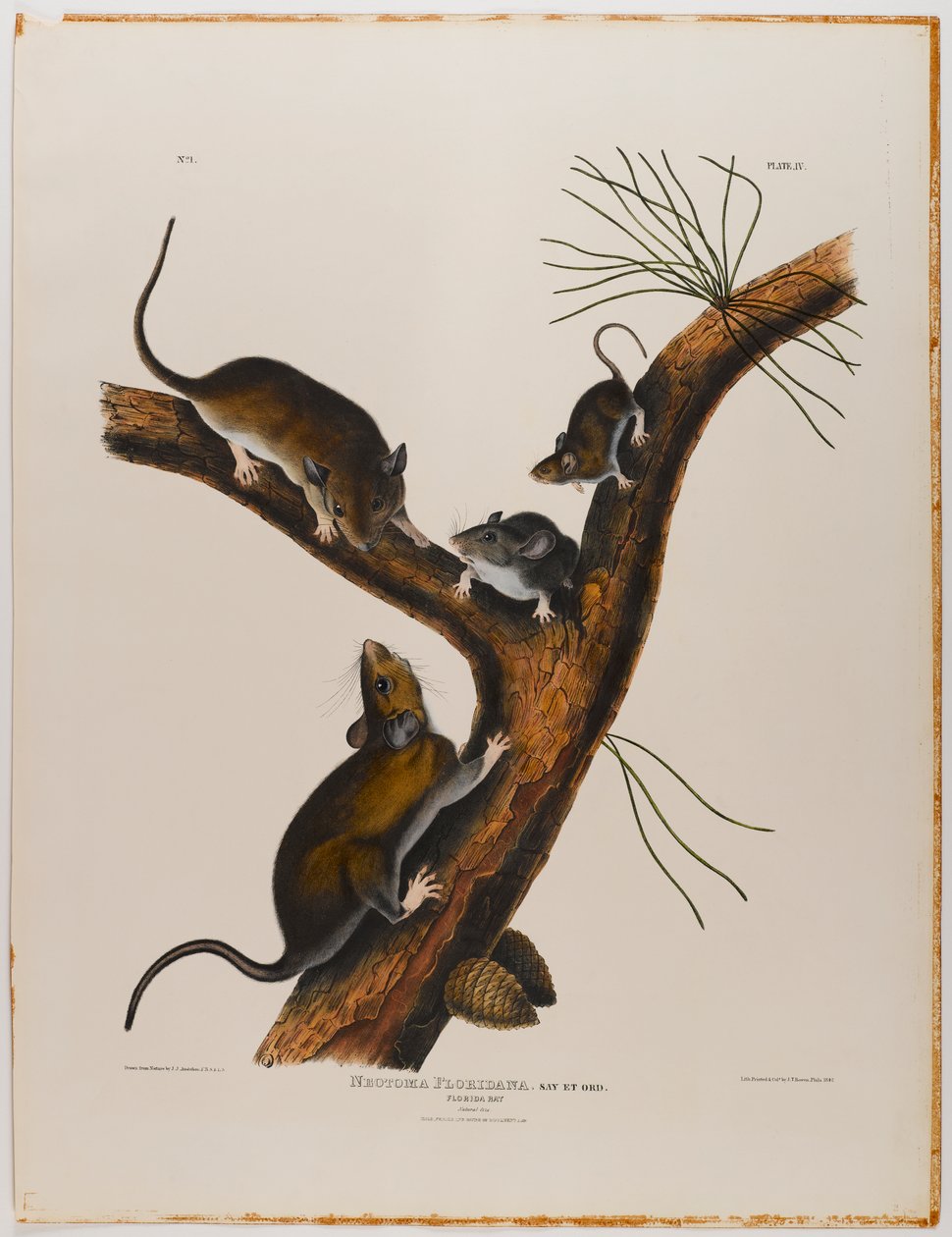 Florida rat autorstwa John James Audubon