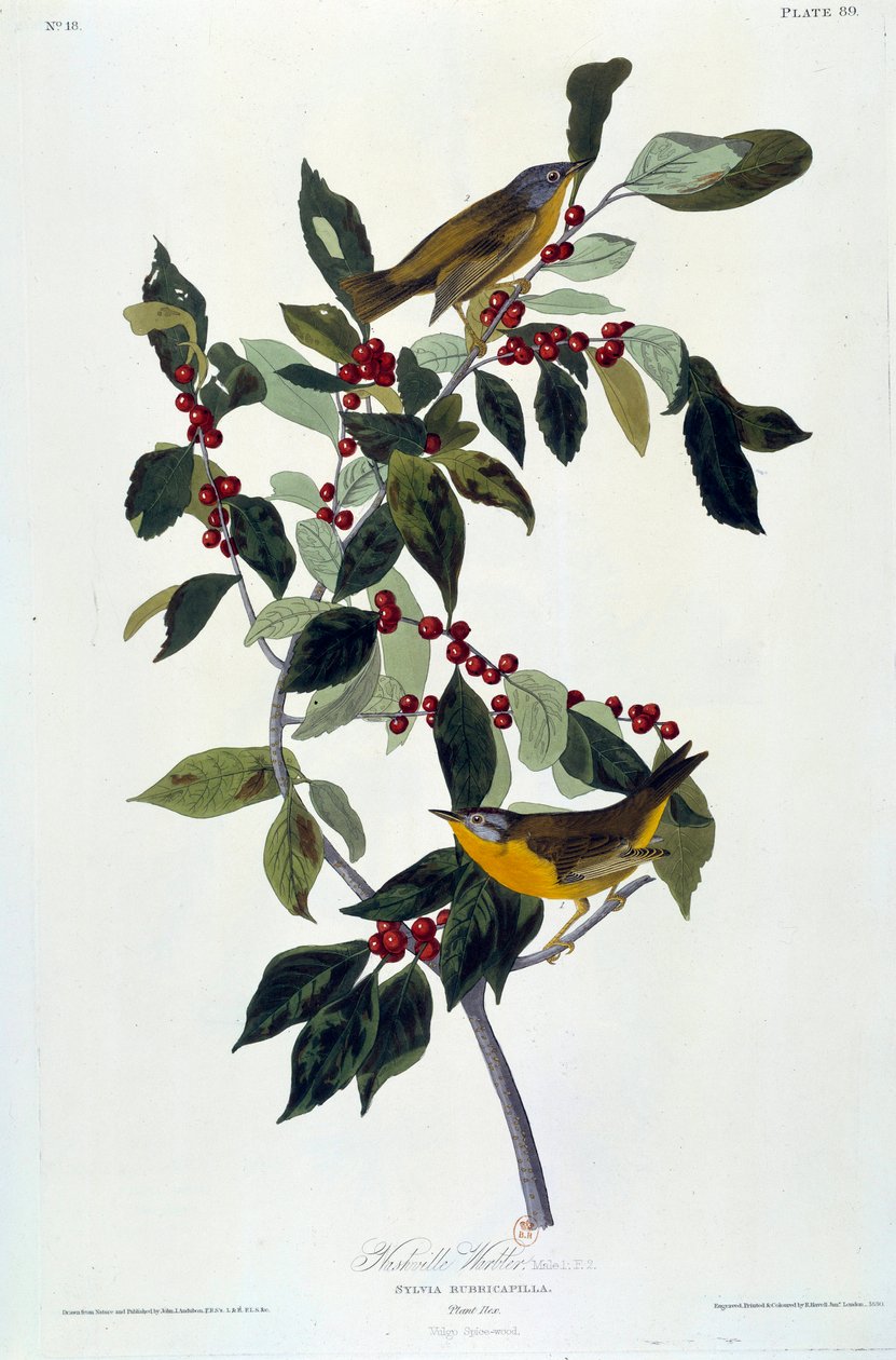 Kwiaty i ptaki Jedwabny obraz Johna Jamesa Audubona (1780-1851) (wew.) 1826-1830. Paryż, B.N. autorstwa John James Audubon