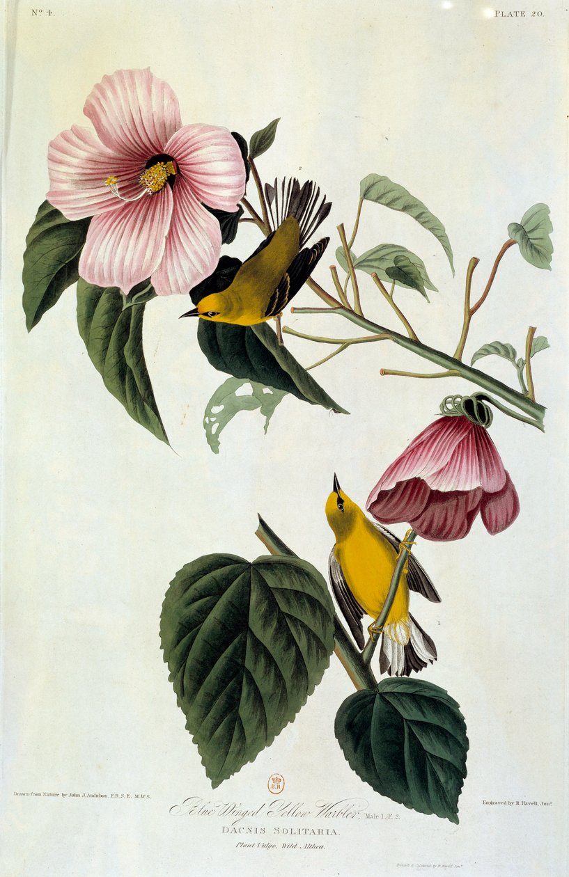 Kwiaty i ptaki Jedwabny obraz Johna Jamesa Audubona (1780-1851) (wew.) 1826-1830. Paryż, B.N. autorstwa John James Audubon