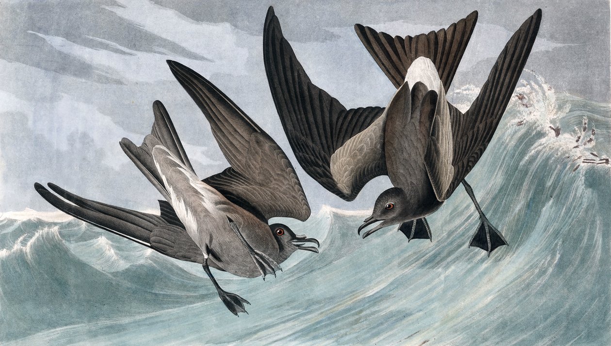 Petrel z widelcem, Thalassidroma Leachii, z filmu „Ptaki Ameryki” Johna J. Audubona, wyd. 1827-38 autorstwa John James Audubon