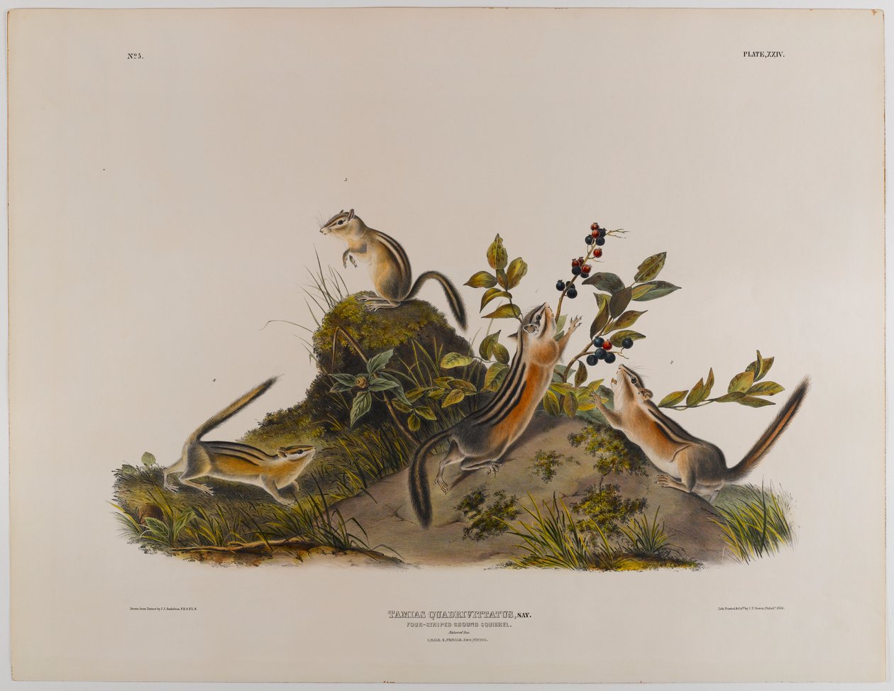 Wiewiórka pospolita autorstwa John James Audubon