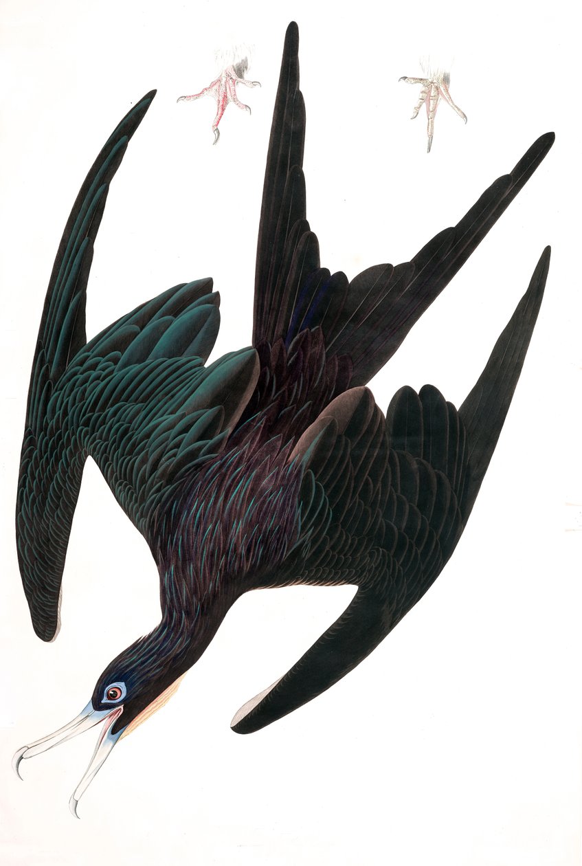 Fregata Pelikan, Tachypetes Aquilis, z „Ptaki Ameryki” Johna J. Audubona, wyd. 1827-38 (ręcznie kolorowane grawerowanie) autorstwa John James Audubon