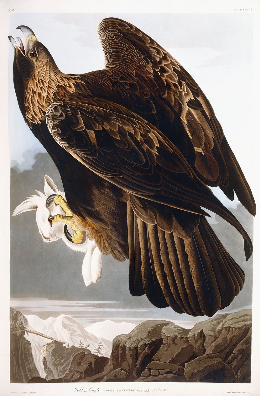 Złoty Orzeł, 1833 autorstwa John James Audubon