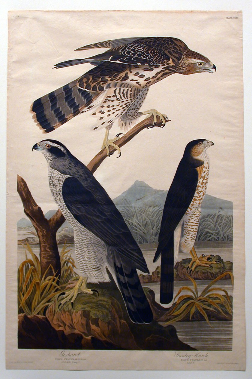 Jastrząb wielki, jastrząb Stanley’a (nr 29) autorstwa John James Audubon