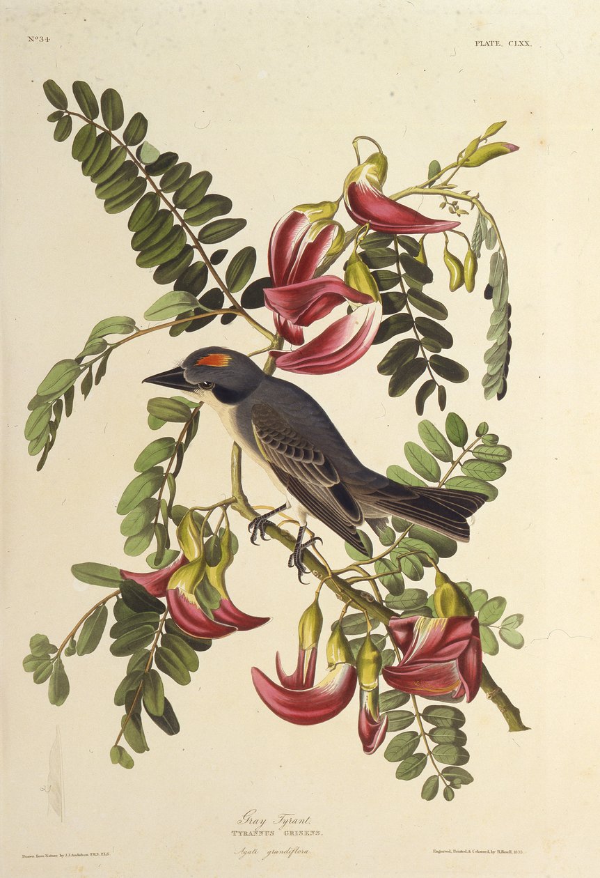 Szary Tyran. Z Ptaków Ameryki, 1827-1838. autorstwa John James Audubon