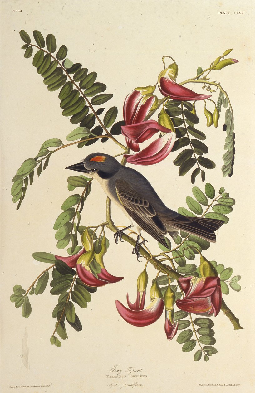 Szary Tyran. Z Ptaków Ameryki, 1827-1838. autorstwa John James Audubon