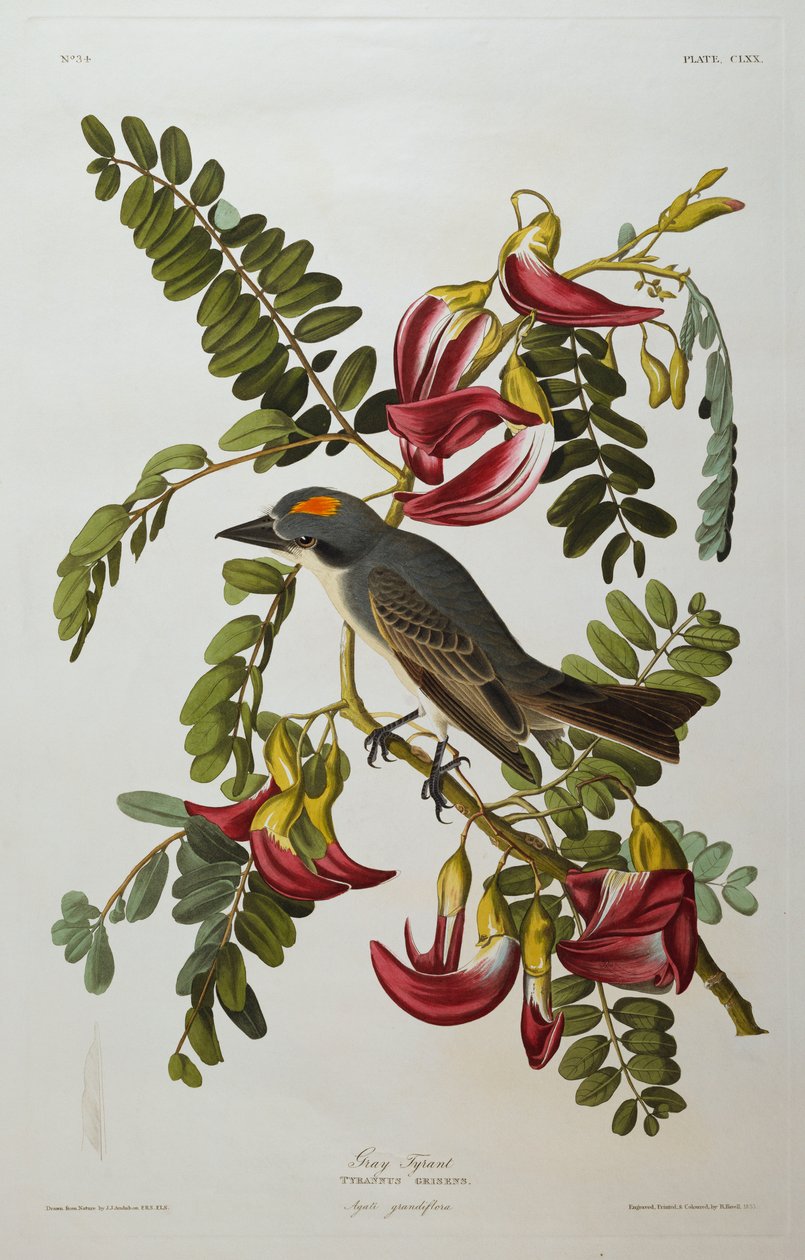 Szary Tyran. Szary Kingbird autorstwa John James Audubon