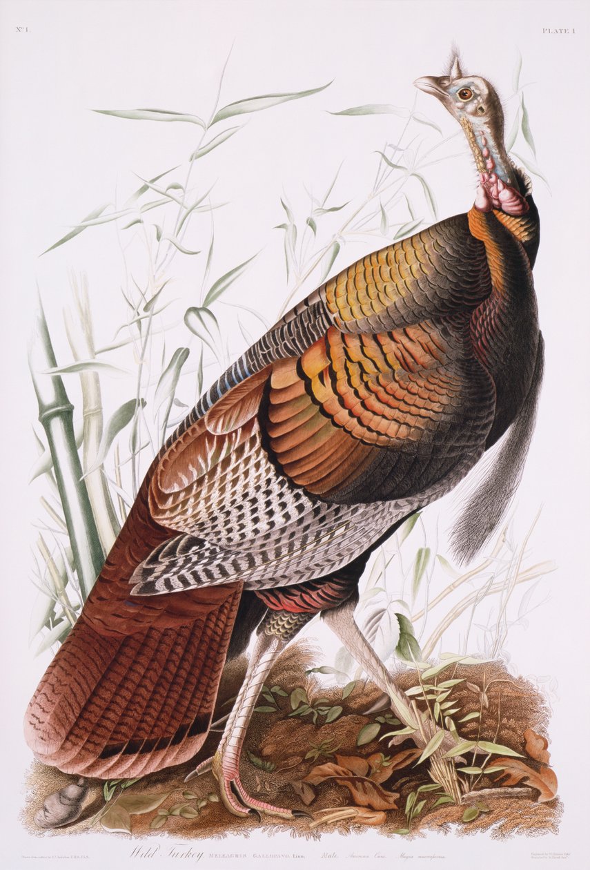 Świetny amerykański kogut, czyli dziki indyk autorstwa John James Audubon