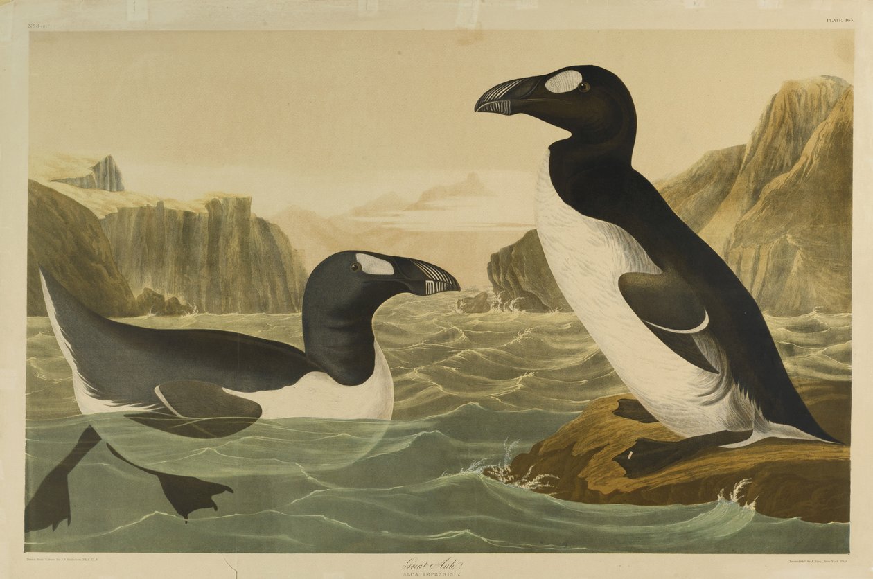 Alka olbrzymia, wydrukowana przez Juliena Biena i wydana przez Roe Lockwood & Son, 1861 (chromolitografia) autorstwa John James Audubon