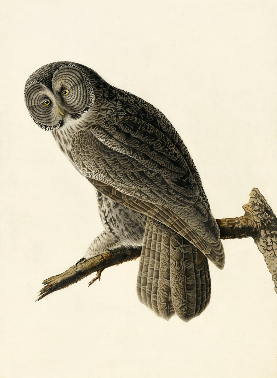 Puszczyk błotny, Strix Nebulosa, z „Ptaki Ameryki” Johna J. Audubona, wyd. 1827-38 autorstwa John James Audubon