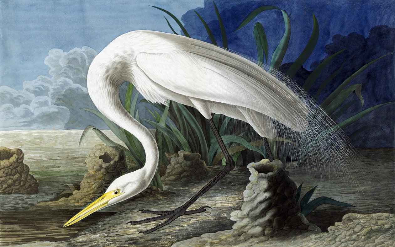 Czapla wielka, Casmerodius Albus, z „Ptaków Ameryki” Johna J. Audubona, wyd. 1827-38 autorstwa John James Audubon