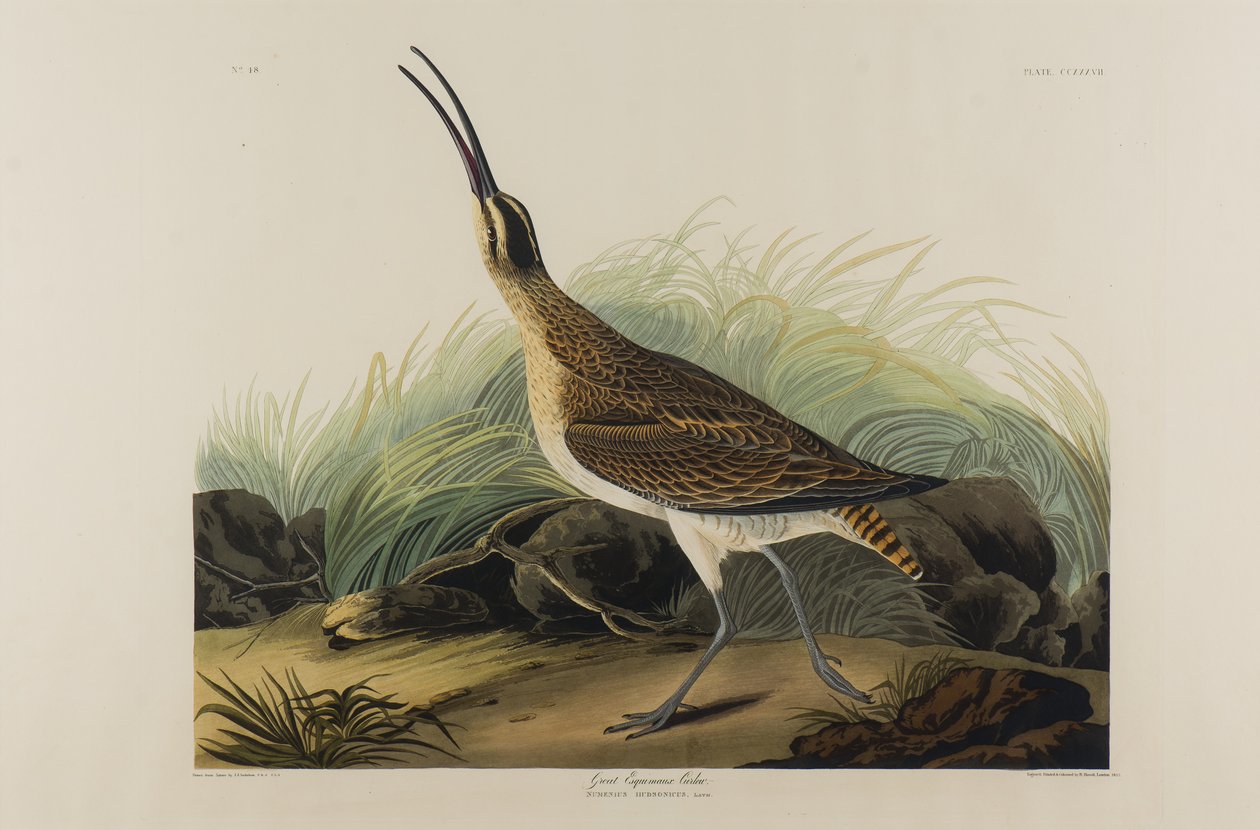 Great Esquimaux Curlew, 1835 (wc na papierze) autorstwa John James Audubon