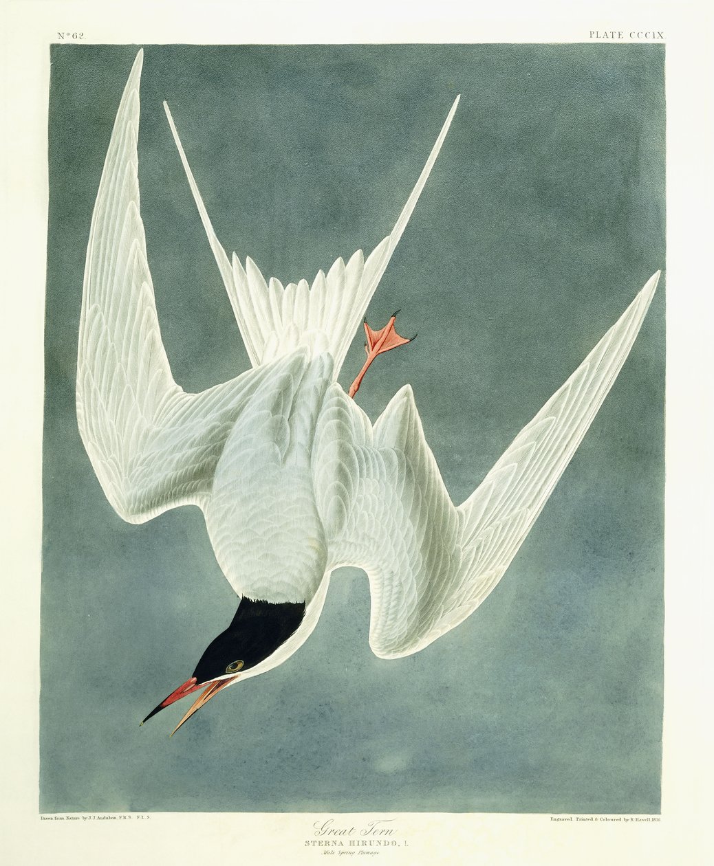 Wielki zwrot, mężczyzna, upierzenie wiosenne, 1836 autorstwa John James Audubon