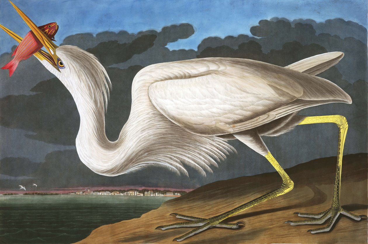 Czapla biała, Ardea Occidentalis, z „Ptaki Ameryki” Johna J. Audubona, wyd. 1827-38 autorstwa John James Audubon